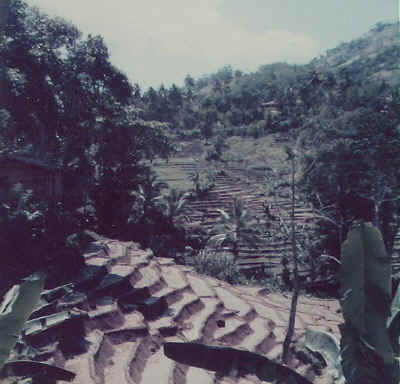 Paddy Fields near Ratnapura -  June 1976 