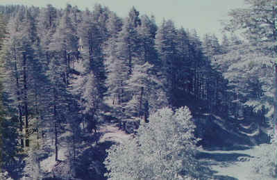 Pine forests near Wild Flower Hall