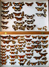 RC Dening Collection - Bematistes and Acraea spp.