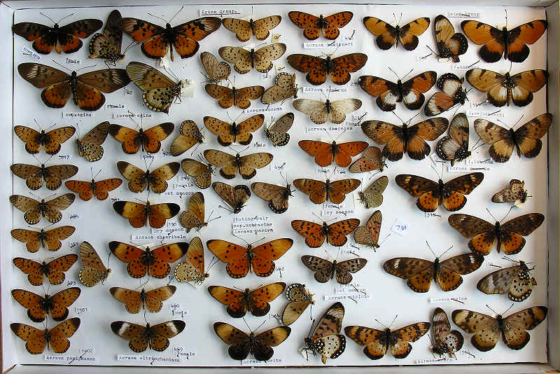 RC Dening Collection - Butterflies - Acraea spp.