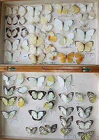The RC Dening Collection - Butterflies - Pieridae  Appias and Dixeia spp.