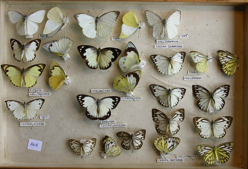 RC DEning Collection - Butterflies - Appias and Cepora spp.