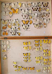 Case 19. Belenois and Eurema spp.
