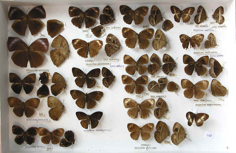 The RC Dening Collection - Butterflies - Bicyclus spp.