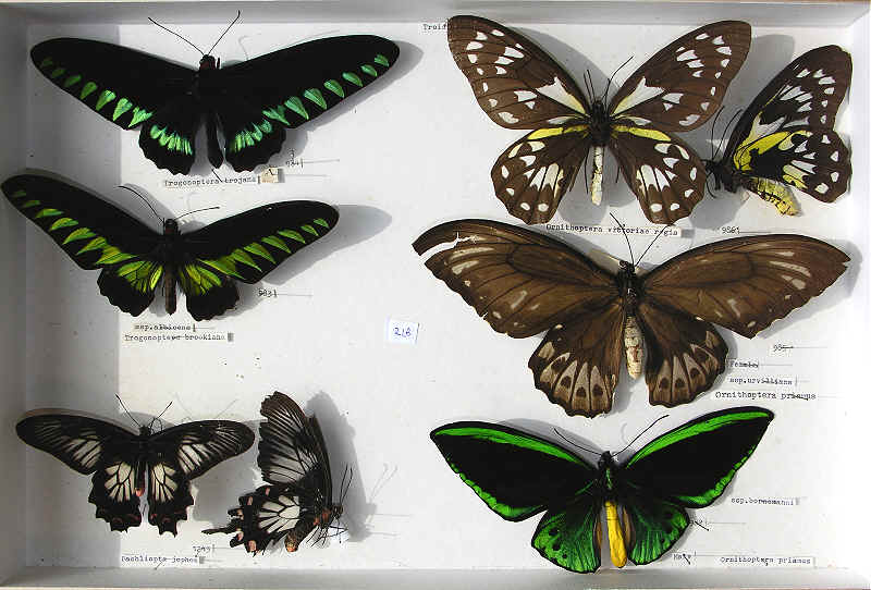 RC Dening Collection - Butterflies - Birdwings.