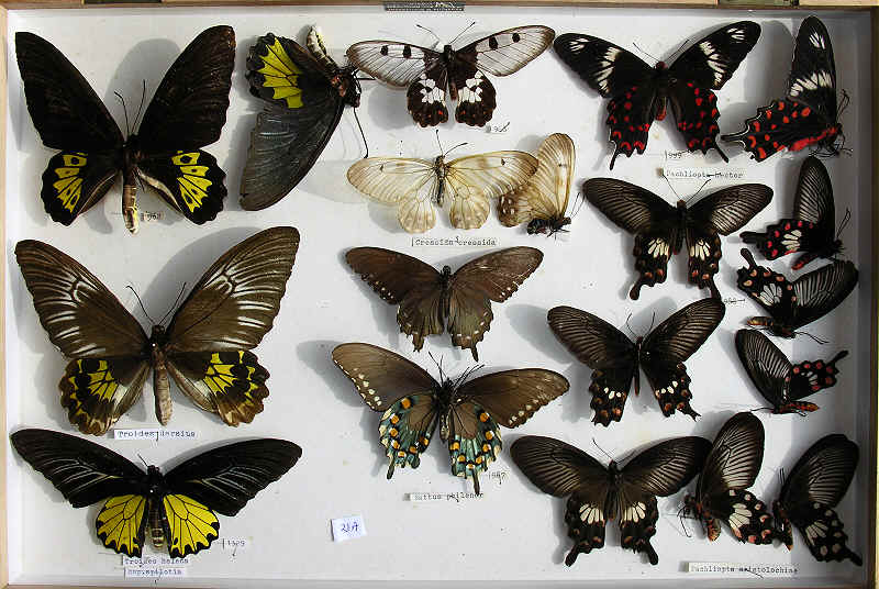 RC Dening Collection - Butterflies - Birdwings.