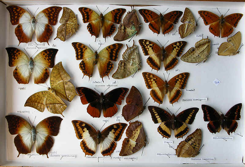 RC Dening Collection -  Butterflies - Charaxes spp.