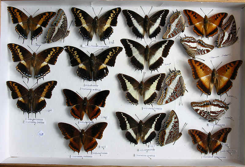 RC Dening Collection - Butterflies - Charaxes spp.