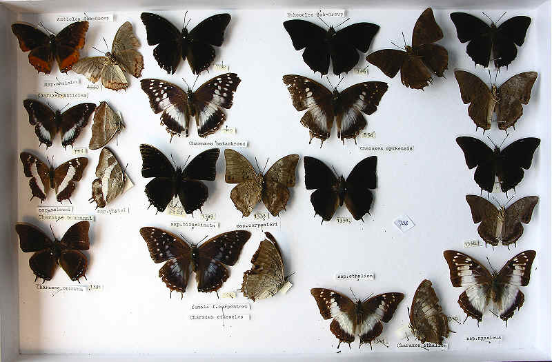 RC DEning Collection - Butterflies - More Charaxes spp.
