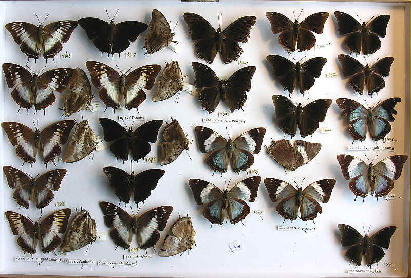 RC Dening Collection - Butterflies - More Charaxes spp.