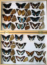 RC Dening Collection - Charaxes spp.