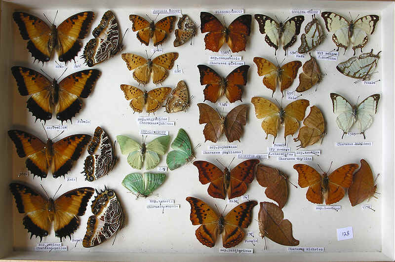 RC DEning Collection - Butterflies - More Charaxes spp.