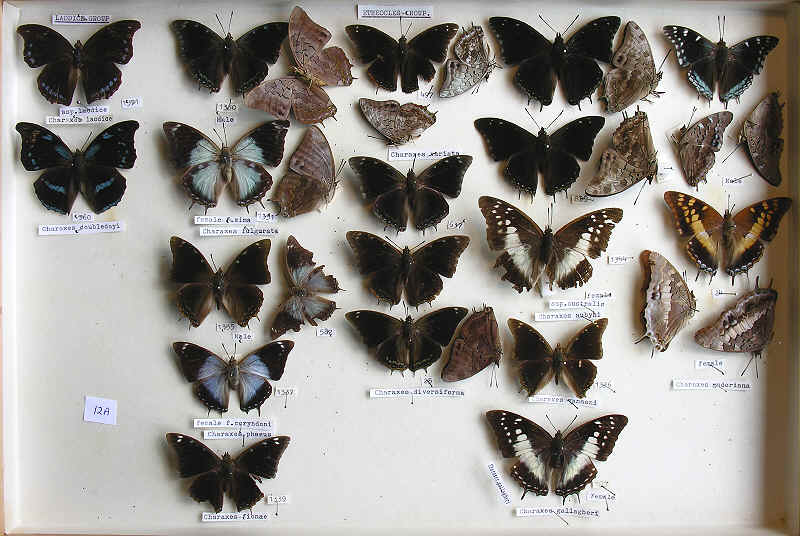 RC Dening Collection - Butterflies - More Charaxes spp.