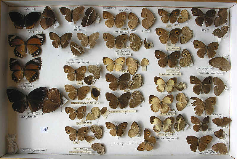 RC Dening Collection - Butterflies - Elymniinae.