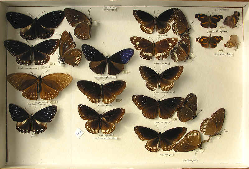 RC Dening Collection - Butterflies - Euploeinae