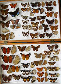 The RC DEning Collection - Butterflies - Euthalia plus others