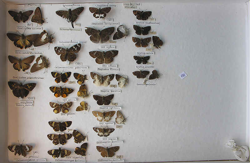 RC Dening Collection - Butterflies - Hesperiidae Pyrginae