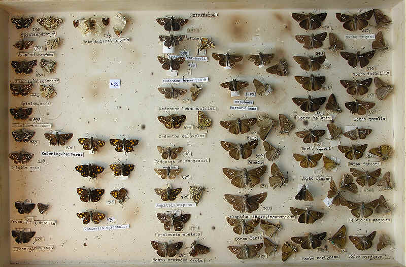 RC Dening Collection - Butterflies - Hesperiidae 2a