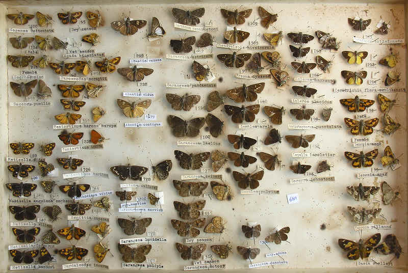 RC Dening collection - Butterflies - Hesperiidae 2b