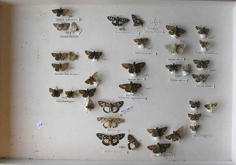 RC Dening Collection - Butterflies - Hesperiidae A