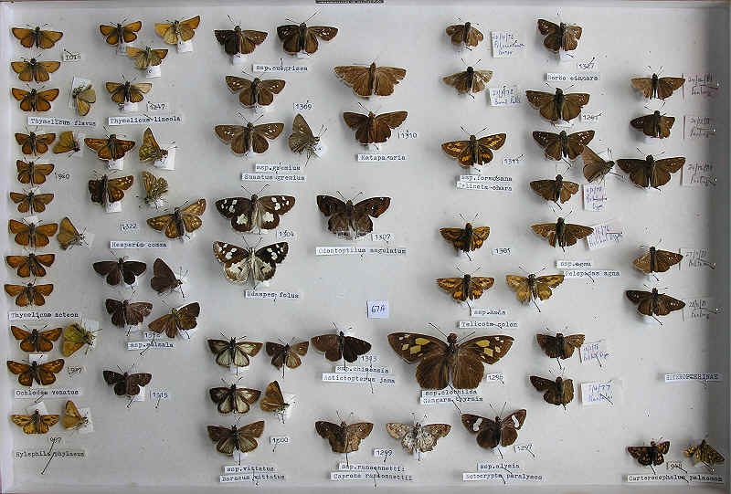 RC Dening Collection - Butterflies - Hesperiidae B