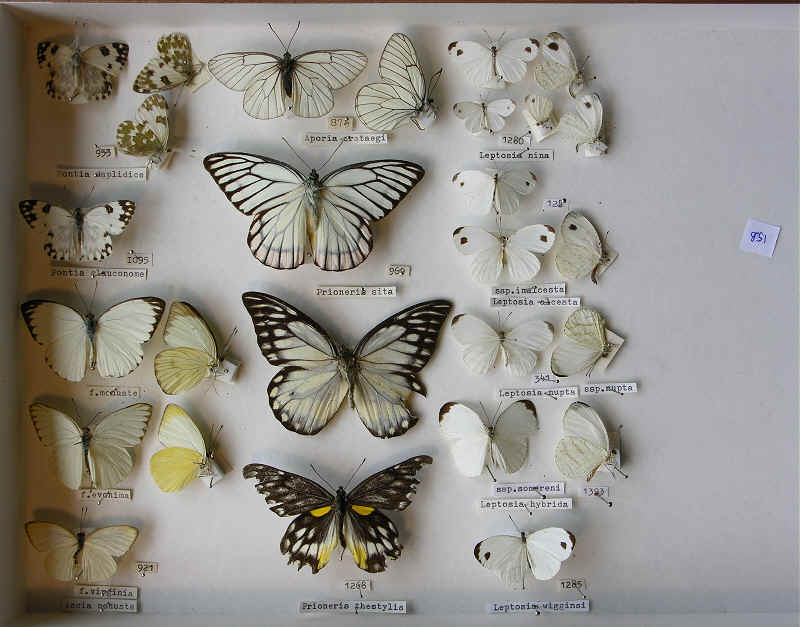 RC Dening Collection - Butterflies - Various Whites.