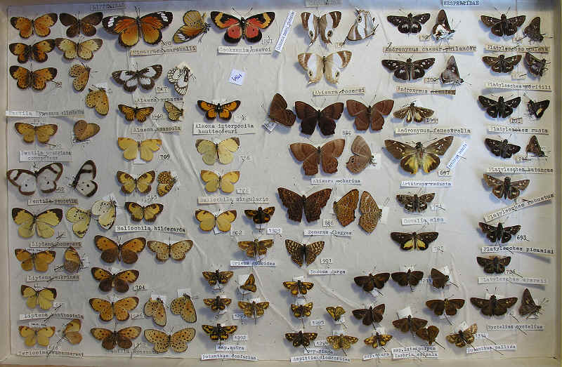 RC Dening Collection - butterflies - Lycaenidae & Hesperiidae