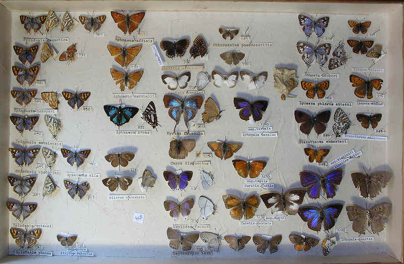RC Dening Collection - butterflies - Lycaenidae