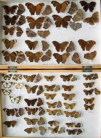 RC Dening Collection - Butterflies - Melanitini