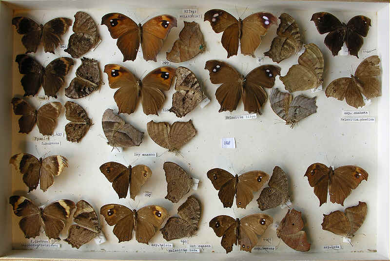 RC DEning Collection - Butterflies - Melanitini