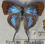 Myrina ficedula