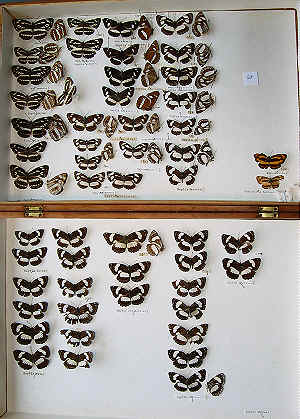 The RC Dening Collecton - butterflies - Neptis spp.