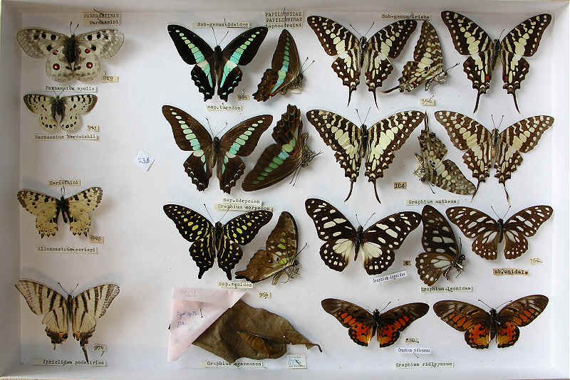 The RC Dening Collection - Butterflies - Papilioninae.