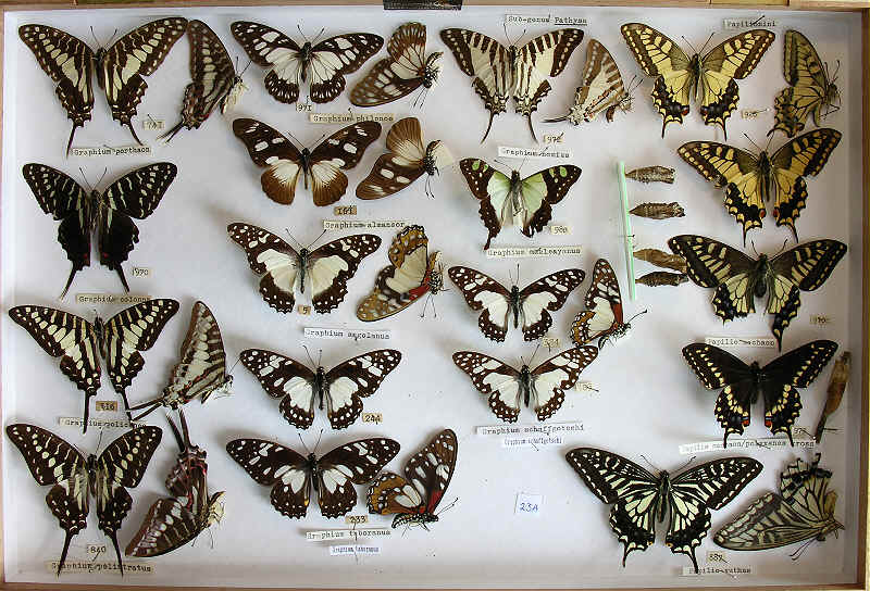 The RC Dening Collection - Butterflies - Papilioninae.