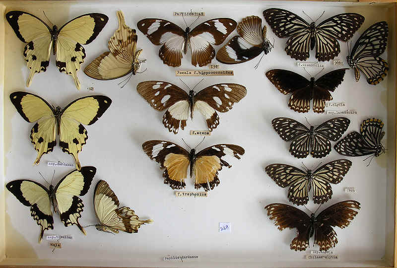 The RC Dening Collection - Butterflies - Papilio spp. 3