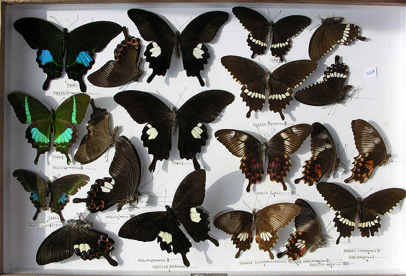 RC Dening Collection - Butterflies - Papilio spp.