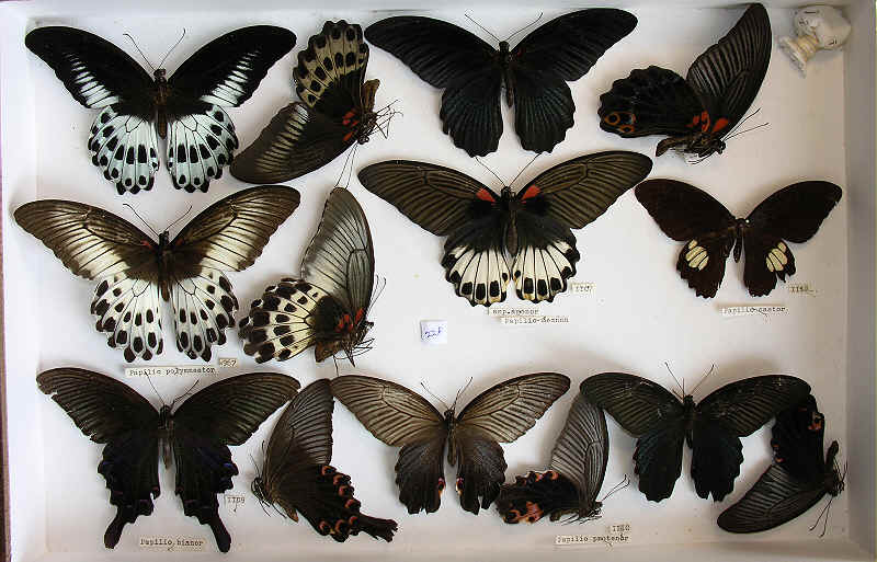 RC Dening Collection - Butterflies - Papilio spp.
