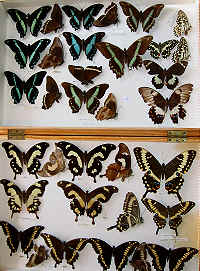 Papilio 2