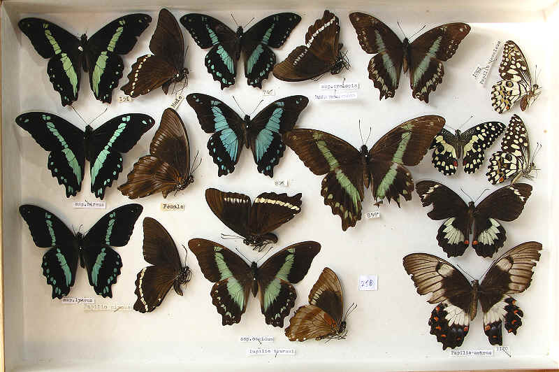 The RC Dening Collection - Butterflies - Papilio spp. 2