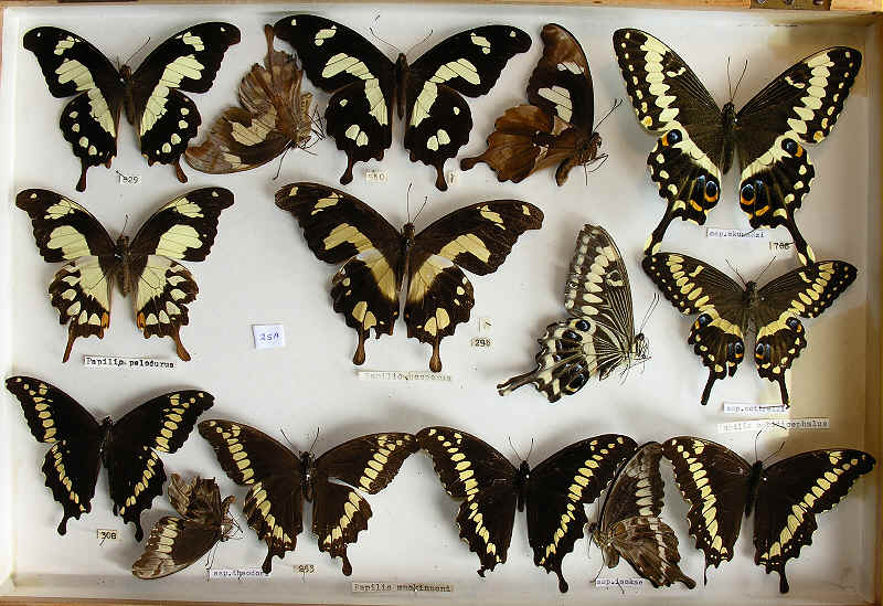 The RC Dening Collection - Butterflies - Papilio spp. 2