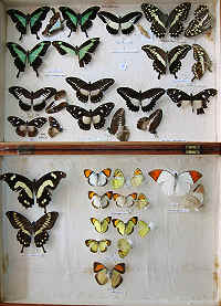 Papilio 4