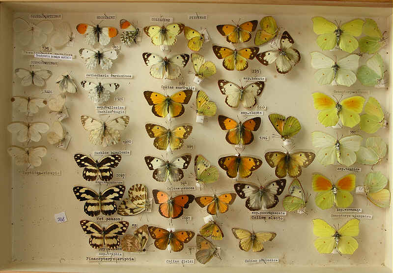 The RC Dening Collection - Butterflies - Pierinae