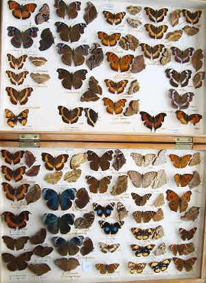 The RC Dening Collection - butterflies - Vanessini - Precis spp.
