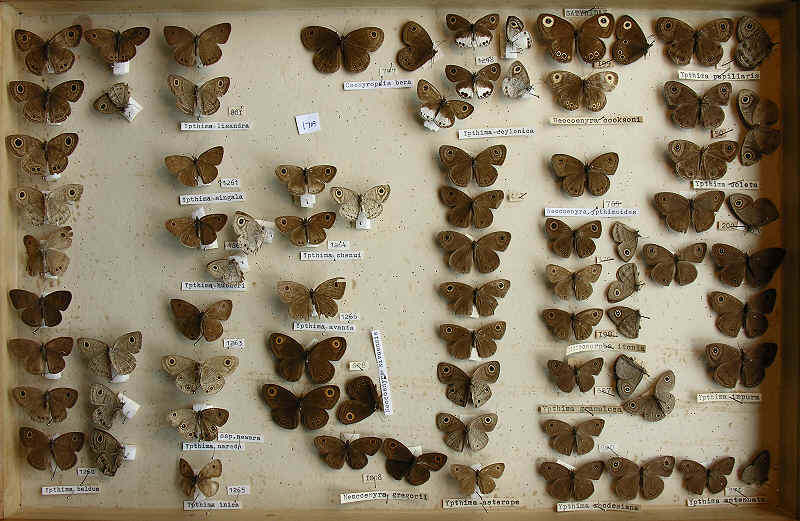 RC Dening Collection - Butterflies - Satyridae.