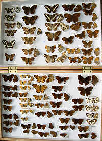 RC Dening Collection - Butterflies - Satyridae 2