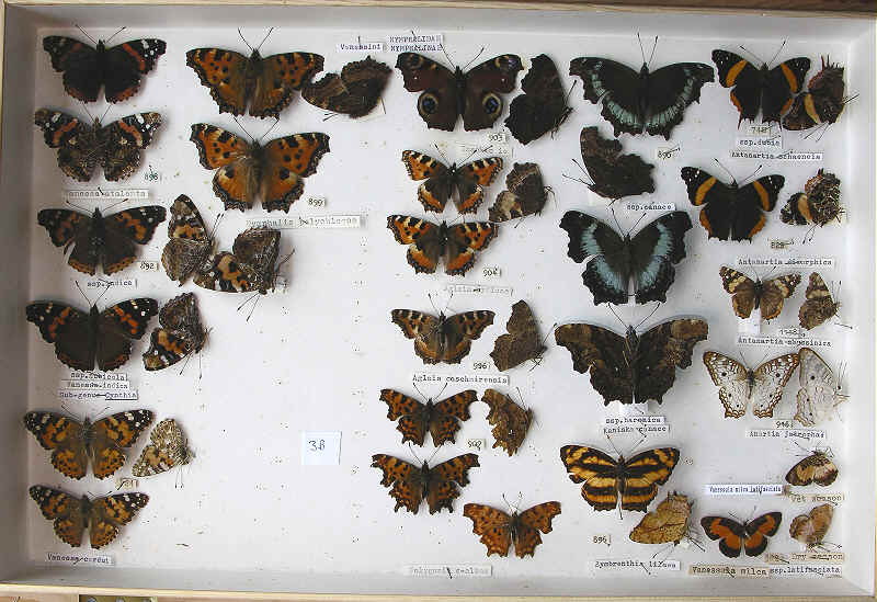RC Dening Collection - Butterflies - Vanessini/ Araschniini