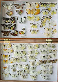 RC Dening Collection - Butterflies - more Whites.