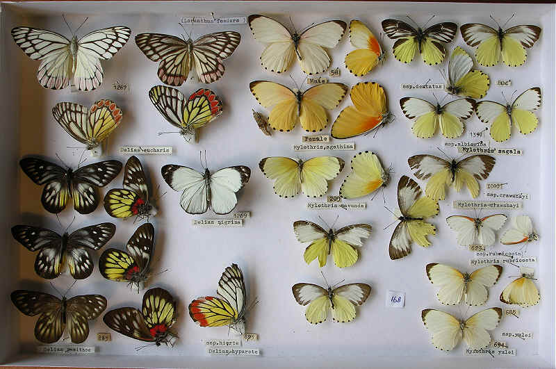 RC Dening Collection - Butterflies - Whites - Loranthus feeders.