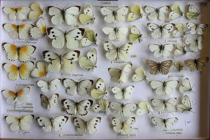RC Dening Collection - Butterflies - Whites - Cruciferae feeders.