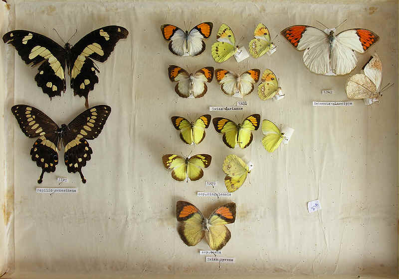 The RC Dening Collection - Butterflies - Papilio, Ixias and Hebomoia
